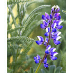 Miniature Lupine-5011