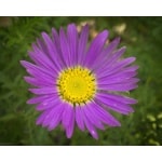 Tansy Aster-1345