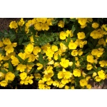 Yellow Evening Primrose-1361