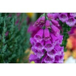 Purple Foxglove-5284