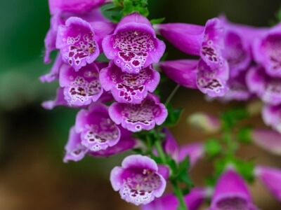 Purple Foxglove-5283