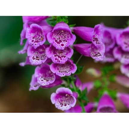 Purple Foxglove-5283