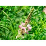 Intermountain West Honey Bee Pasture Mix-3291