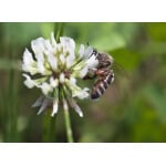 Southern Subtropics Honey Bee Pasture Mix-3331