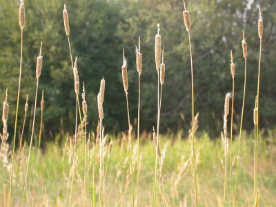 Creeping Foxtail-2005