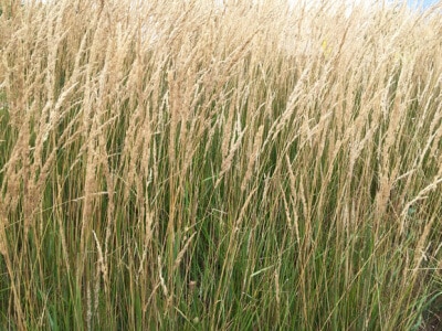 Tall Fescue-2317