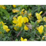 Birdsfoot Trefoil-5100