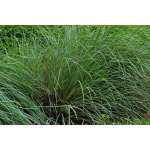 Little Bluestem-5015