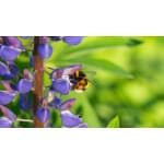 Pacific Northwest Pollinator Mix-3403