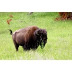 Great Lakes/New England Bison Forage Mix-3057