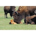 Southwest Desert Bison Forage Mix-3121