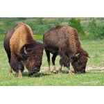 Southwest Transitional Bison Forage Mix-3137