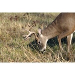 big game buck eating grass