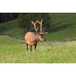 Pacific Northwest big game deer