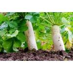 Forage Radish-5131