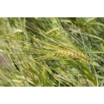 Barley-4671