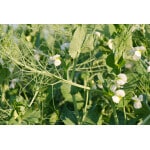 Field Pea-2037