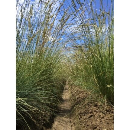 Idaho Fescue-5034