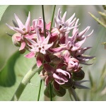 Showy Milkweed-1368