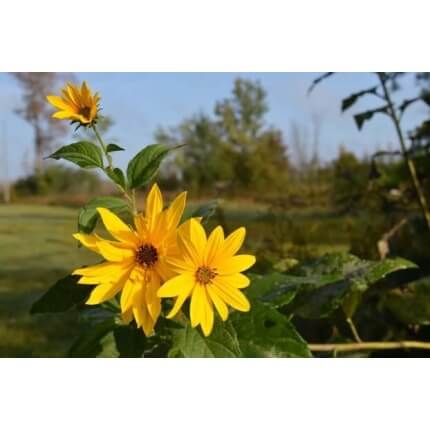 Maximilian Sunflower-1378