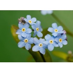 Forget-Me-Not-5300