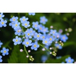 Forget-Me-Not-5299