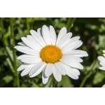 Shasta Daisy-1471