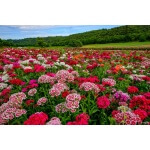 Sweet William-1505