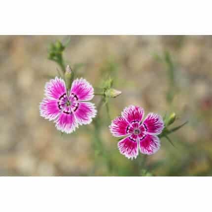 Sweet William-5335