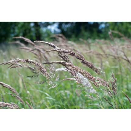 Creeping Red Fescue Grass-4997