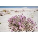 Desert Sand Verbena-3923