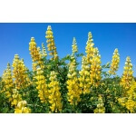 Golden Lupine-3945