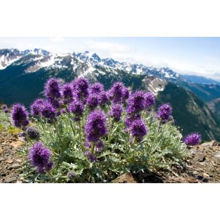 Silky Phacelia-3939