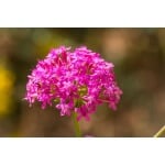 Sweet William Catchfly-3942