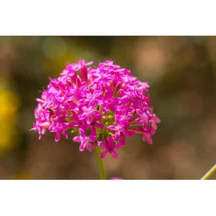 Sweet William Catchfly-3942