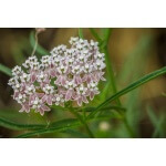 Narrowleaf Milkweed-5219