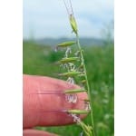 Small Fescue-4259