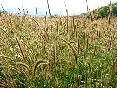 Meadow Barley-4282