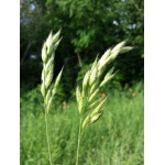 Blando Brome Grass-4301