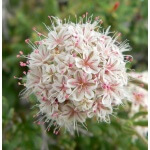 California Buckwheat-4225