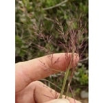 Little Seed Muhly-4277