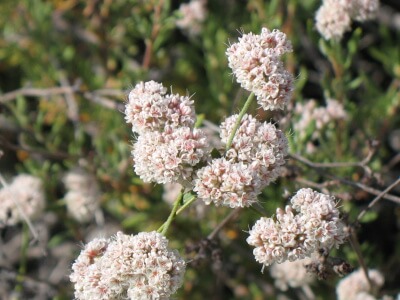 California Buckwheat-4226