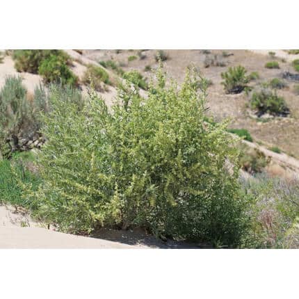 Four-Wing Saltbush-4234