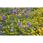 Ornamental Low Growing Native Mix-4097