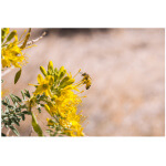 Bladderpod-5096