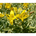 Bladderpod-5095