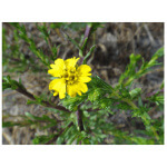 Clustered Tarweed-5329