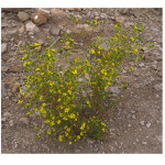 Clustered Tarweed-5330