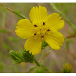 Clustered Tarweed-5331