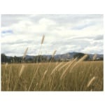 California Barley-4642